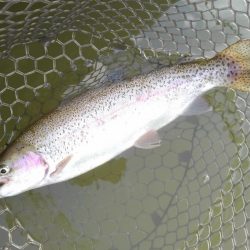 大安トラウトレイク 釣果